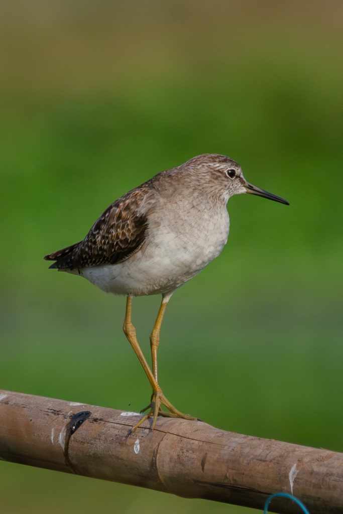 Wood Sandpiper, a shorebird standing on a bamboo perch with a blurred green background.