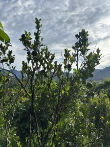 A leafy orange tree with several ripe orange fruits stands against rolling hills and a partly cloudy sky.
