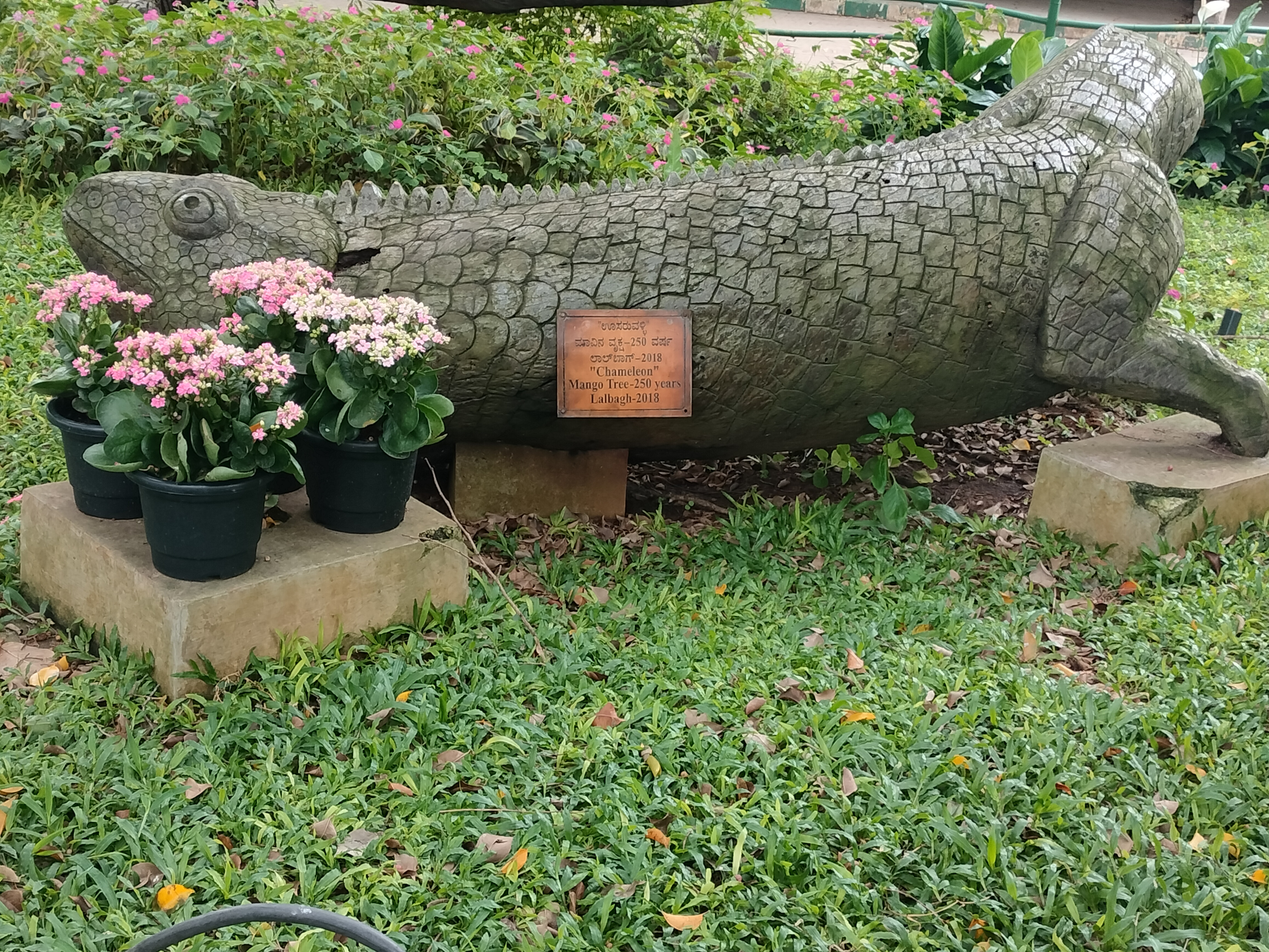 A wooden carving of a large wooden Chameleon. It's much larger than a person. There are some flowers in pots in front.