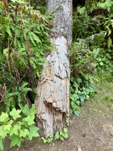 The base of a broken tree trunk with rough, peeling bark among ferns and other forest plants. Columbia River Gorge National Scenic Area, Oregon. 