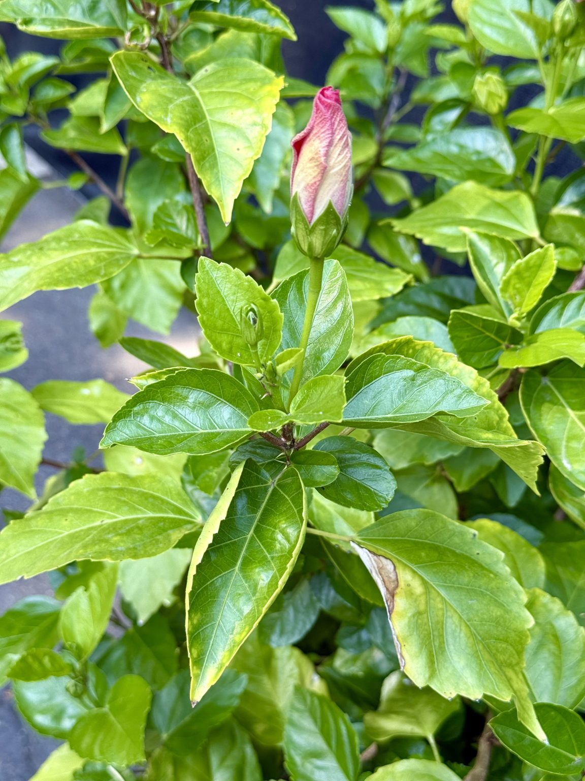 A Hibiscus rosa-sinensis plant with a closed pink and yellow bud, ready to bloom, surrounded by healthy leaves, captured at the Oregon Zoo, Portland.