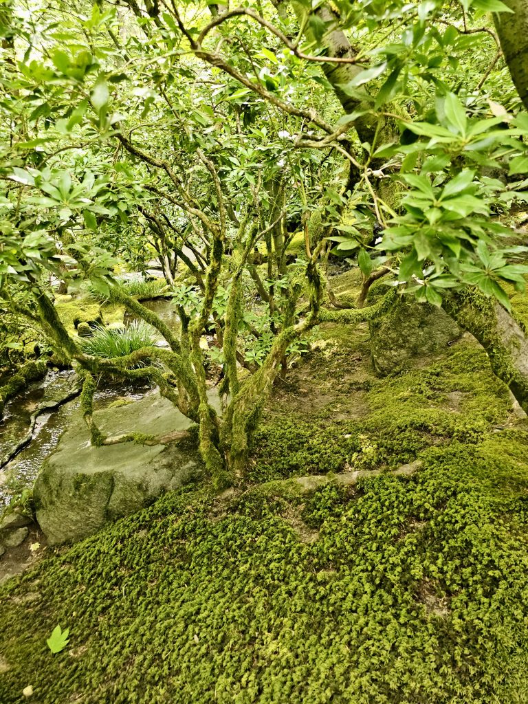 Mossy forest floor with twisting green shrubs and roots along a quiet stream inside the Portland Japanese Garden. A close-up look at forest textures.