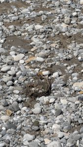 A rocky riverbed scene filled with various sizes of smooth stones in shades of gray, white, and brown