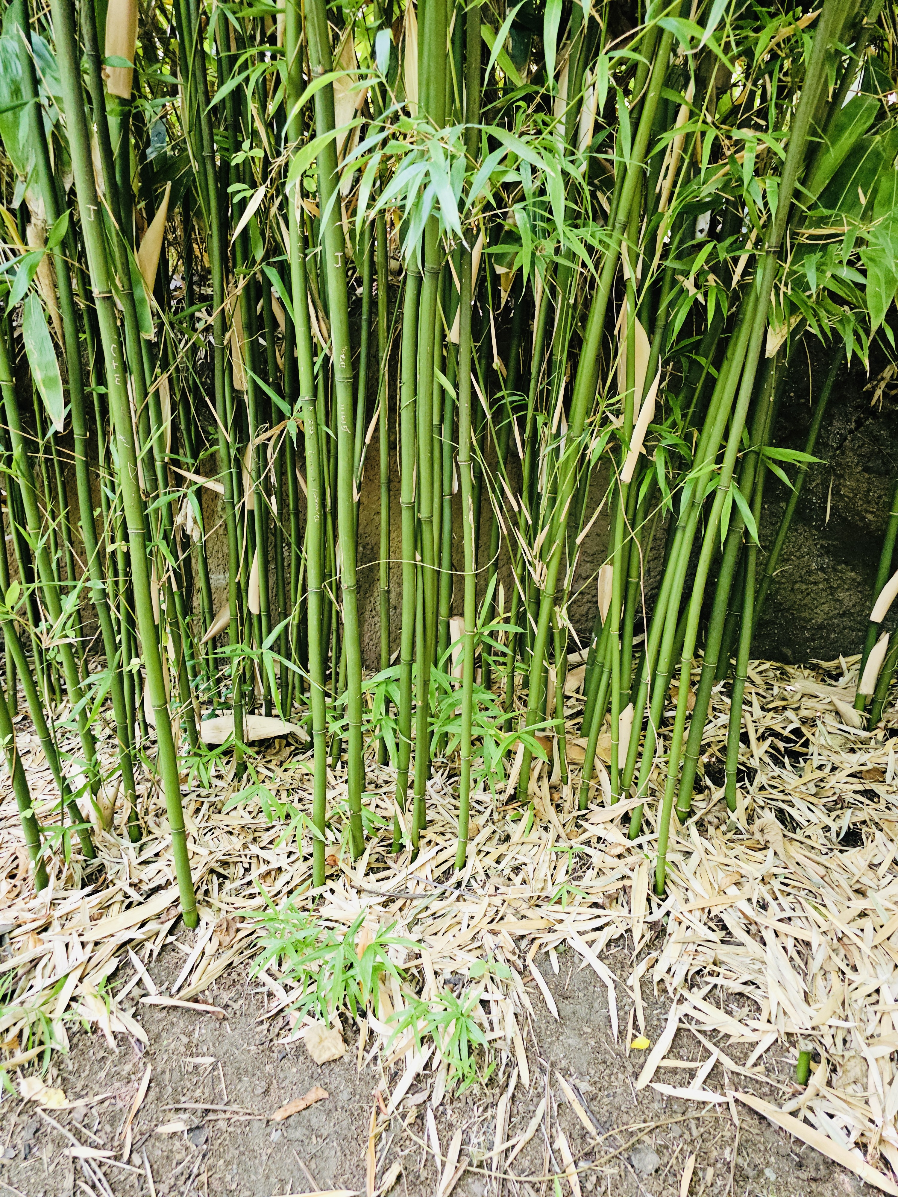 Tall green bamboo stems growing close together with fallen leaves below. Captured at the Oregon Zoo, Portland.