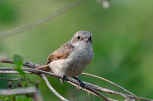 Close-up of a Shrike with a gray body, brown wings, and rounded head perched on a thin branch against a blurred green background.
