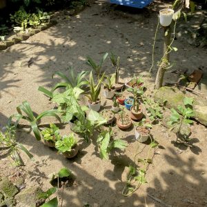A sunlit garden with potted plants on sandy soil, a climbing plant on a tree trunk, and leafy shadows cast across the ground.