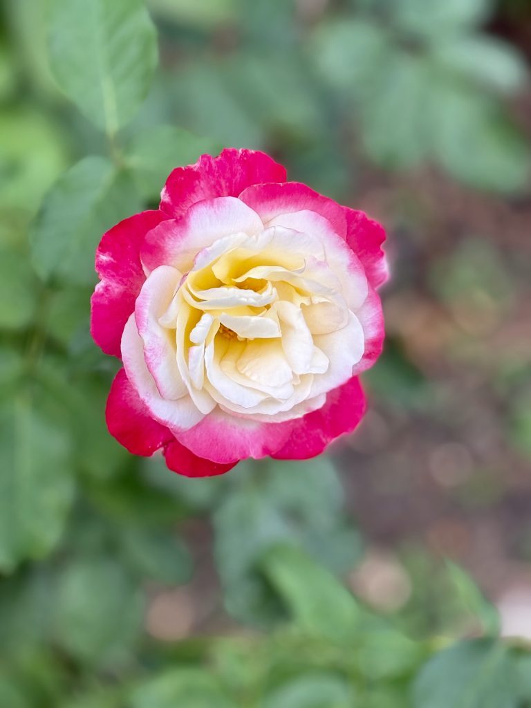 Close-up of a beautiful rose with creamy white petals blending into bright pink edges, blooming in Portland’s International Rose Garden. The flower stands out against a soft green background.