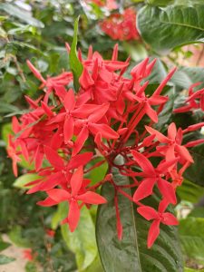 A cluster of vibrant red flowers with star-shaped petals, surrounded by lush green leaves. The flowers are grouped densely on thin stems, showcasing their bright color against the backdrop of foliage. Some green leaves are partially visible, adding contrast to the striking red of the blossoms.