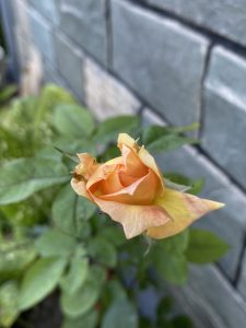 A close-up of a blooming rose with soft peach and yellow hues, surrounded by green leaves.