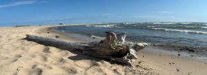 A deeply weathered tree trunk on the beach near the water as driftwood. The water extends out on the right.  Lake Huron.