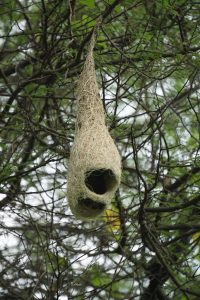 Close-up of a hanging weaver bird nest made of dry grass, suspended from tree branches with green leaves in the background.
