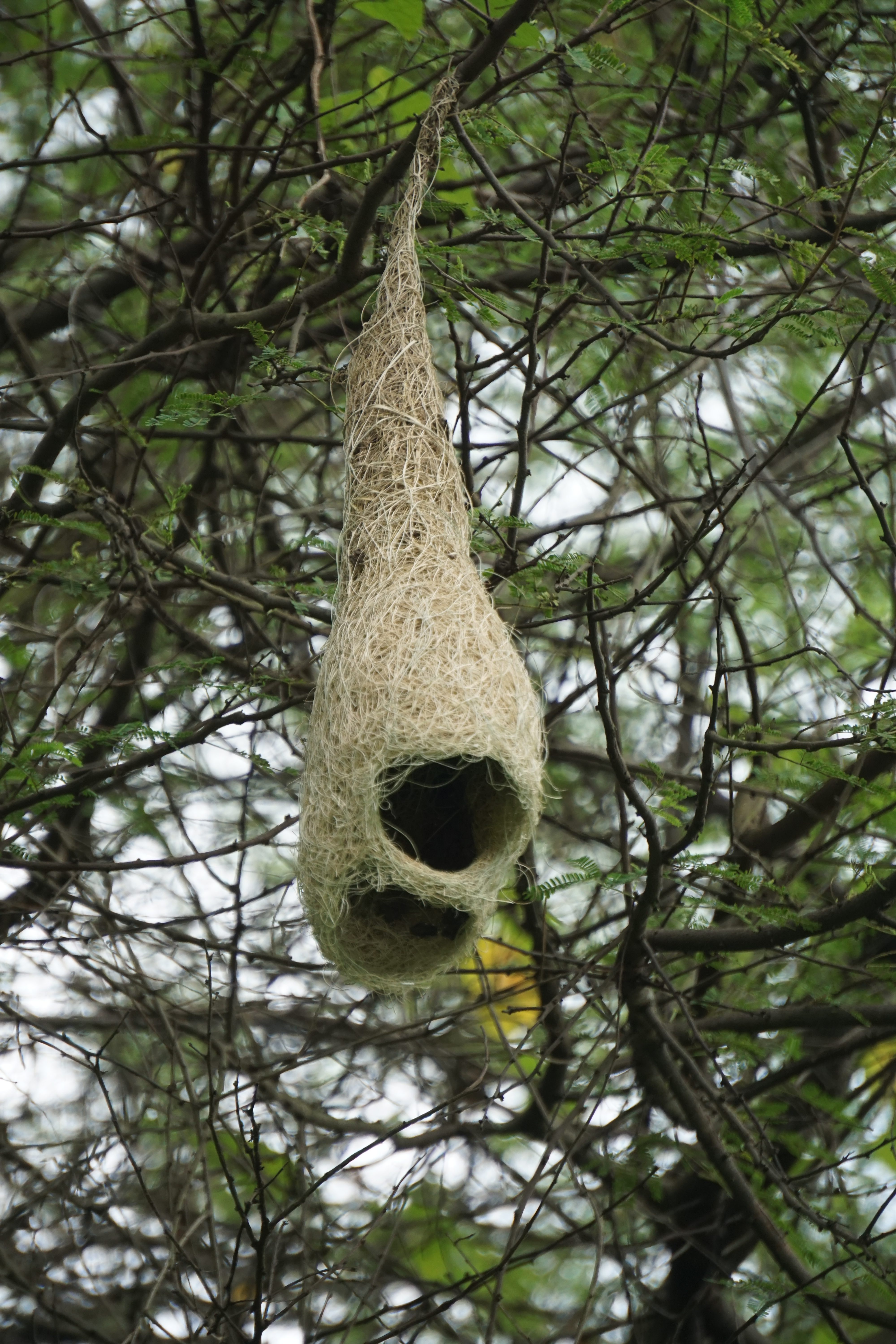 Close-up of a hanging weaver bird nest made of dry grass, suspended from tree branches with green leaves in the background.
