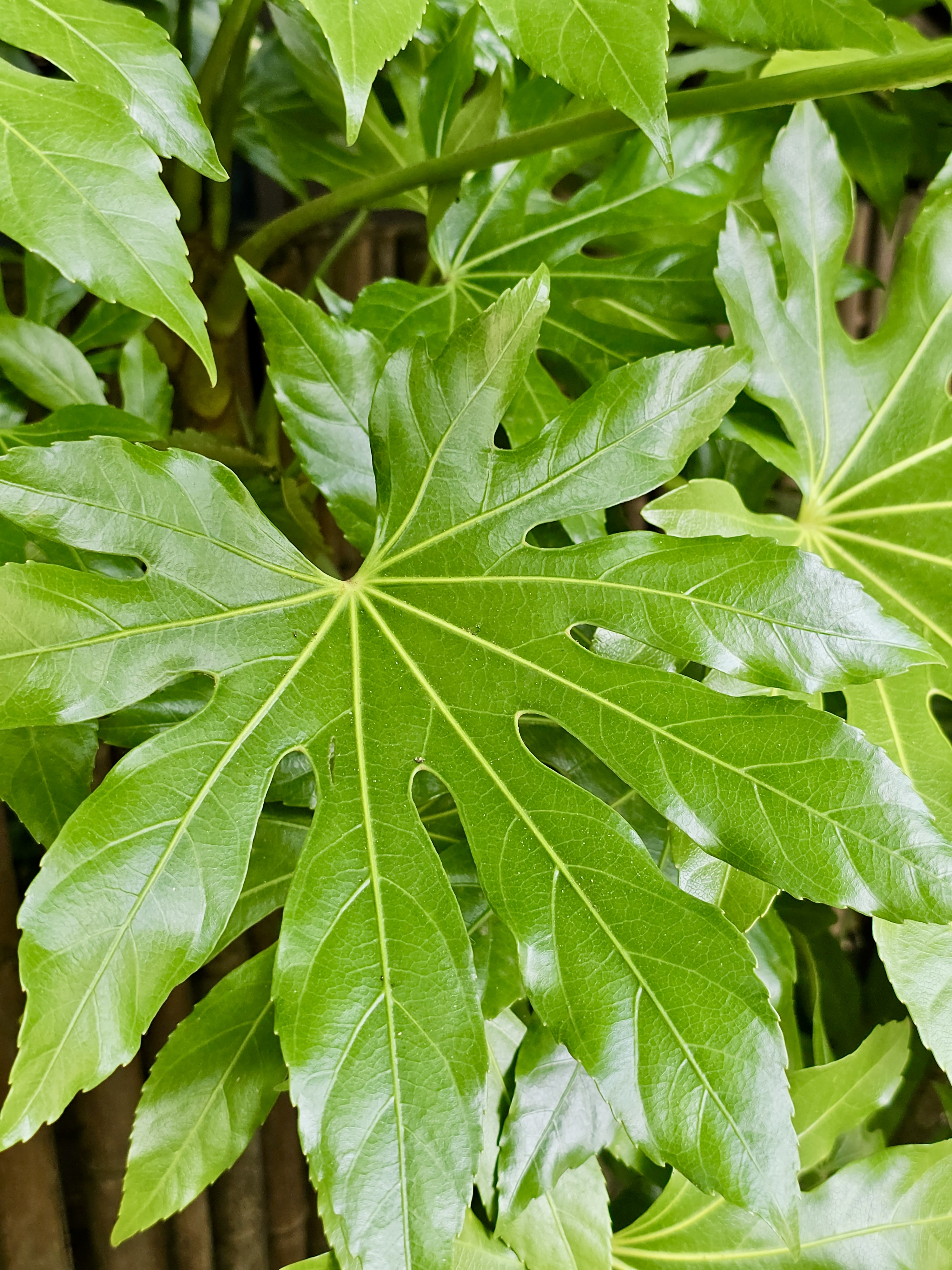 The Japanese Aralia (Fatsia japonica) boasts large, glossy green leaves with a distinctive, palm-like shape. Captured from the Oregon Zoo, Portland.