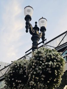 A black iron street lamp adorned with white flower baskets stands beside a glass building at dusk, taken in downtown Portland.  