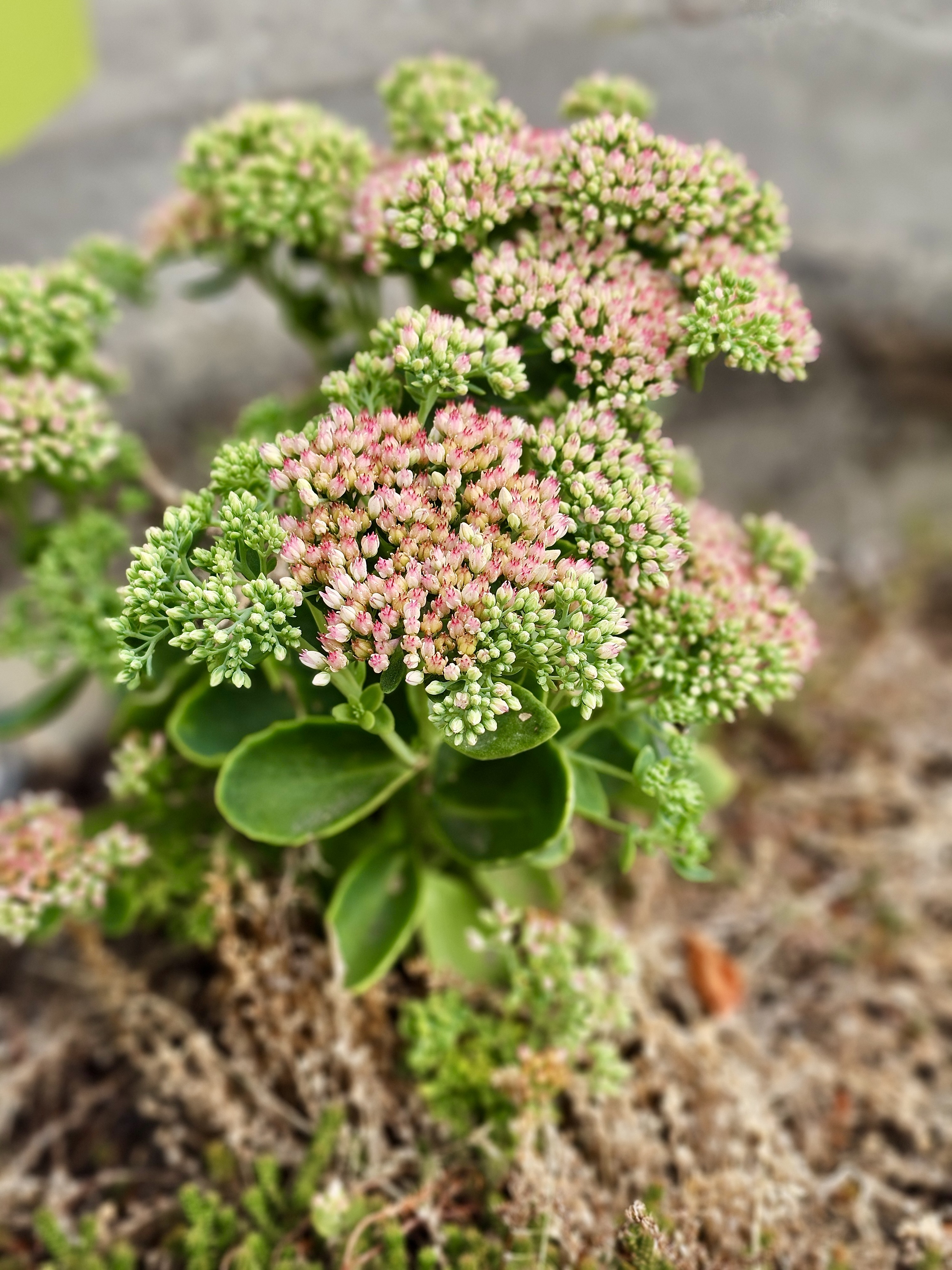 A close-up of a succulent plant with clusters of tiny pink and green buds. Captured in soft natural light with shallow depth of field at the Oregon Zoo, Portland.