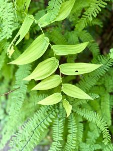 A branch with light green leaves curves over lush ferns in the forest. The simple shapes and textures highlight nature’s calm beauty. Columbia River Gorge National Scenic Area, Oregon. 