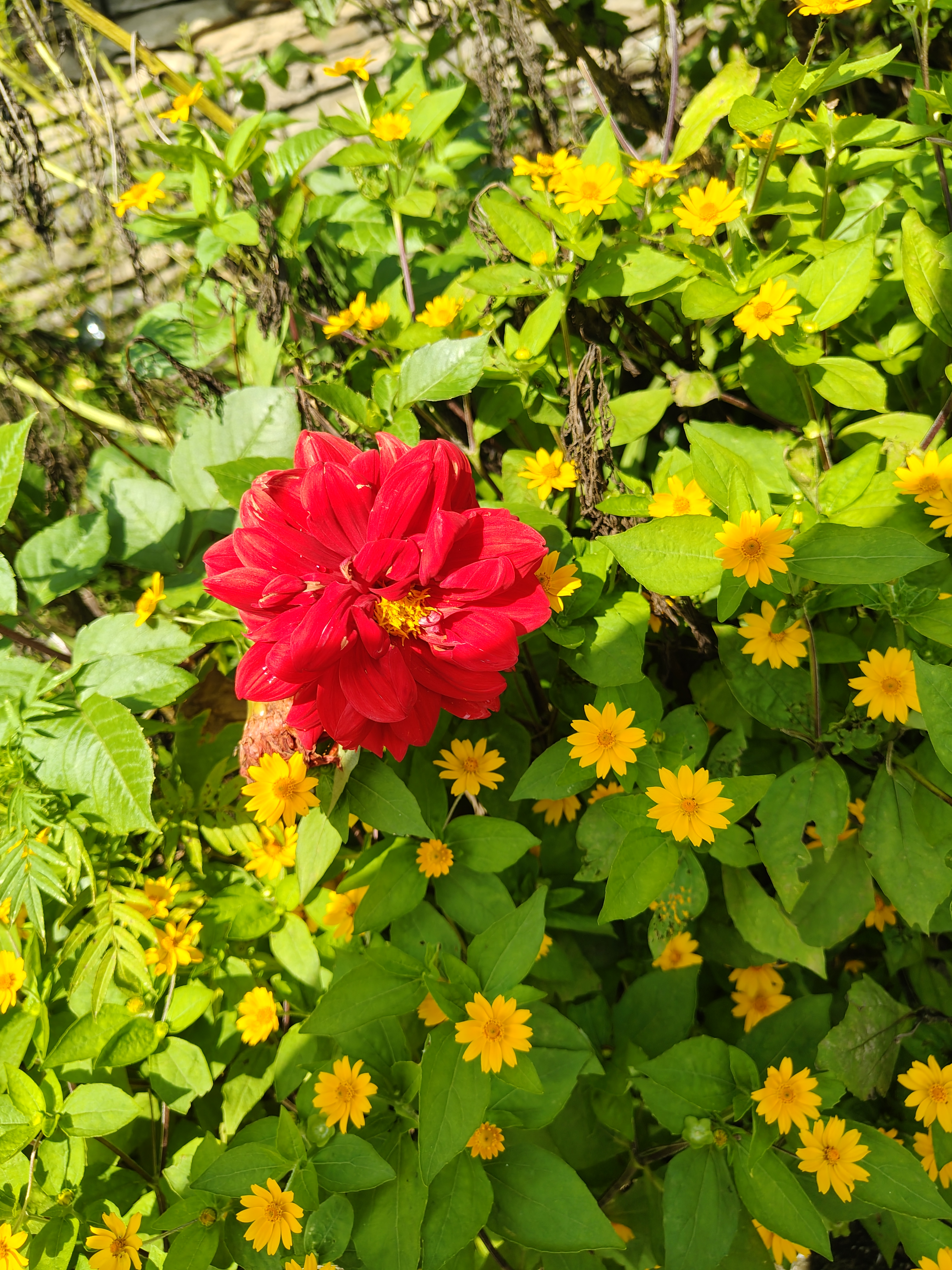 A vibrant red flower is prominently displayed among a lush background of green foliage and clusters of small yellow flowers