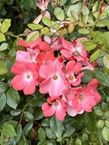 A bunch of open, coral-pink roses with simple petals and soft gradients, peeking through glossy green foliage. Taken at the International Rose Test Garden, Portland, in the evening.