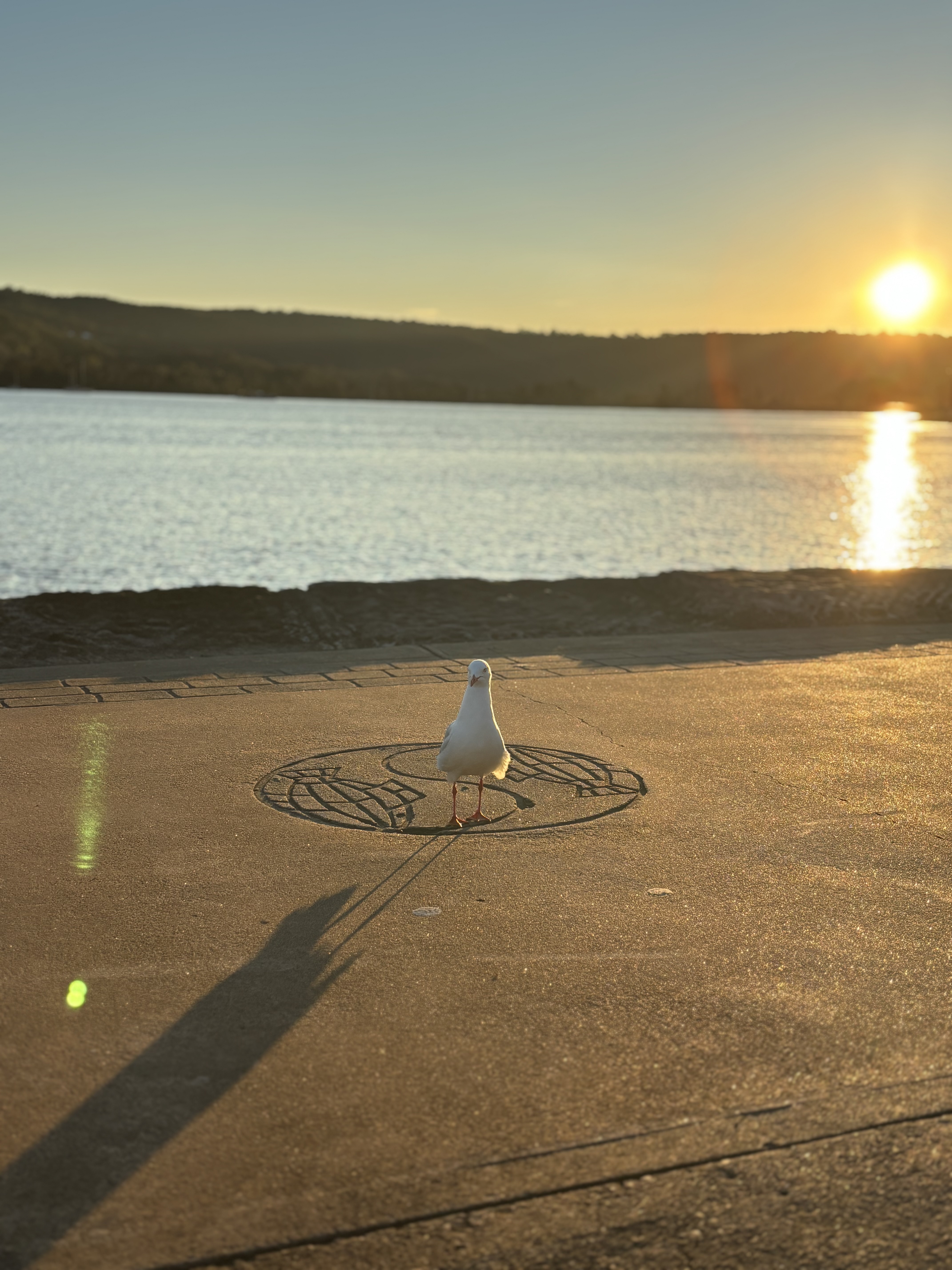 A white bird standing on a paved area near a body of water, facing toward a setting sun.