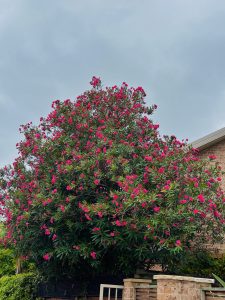 A lush tree full of vibrant pink flowers stands against a backdrop of a cloudy sky.