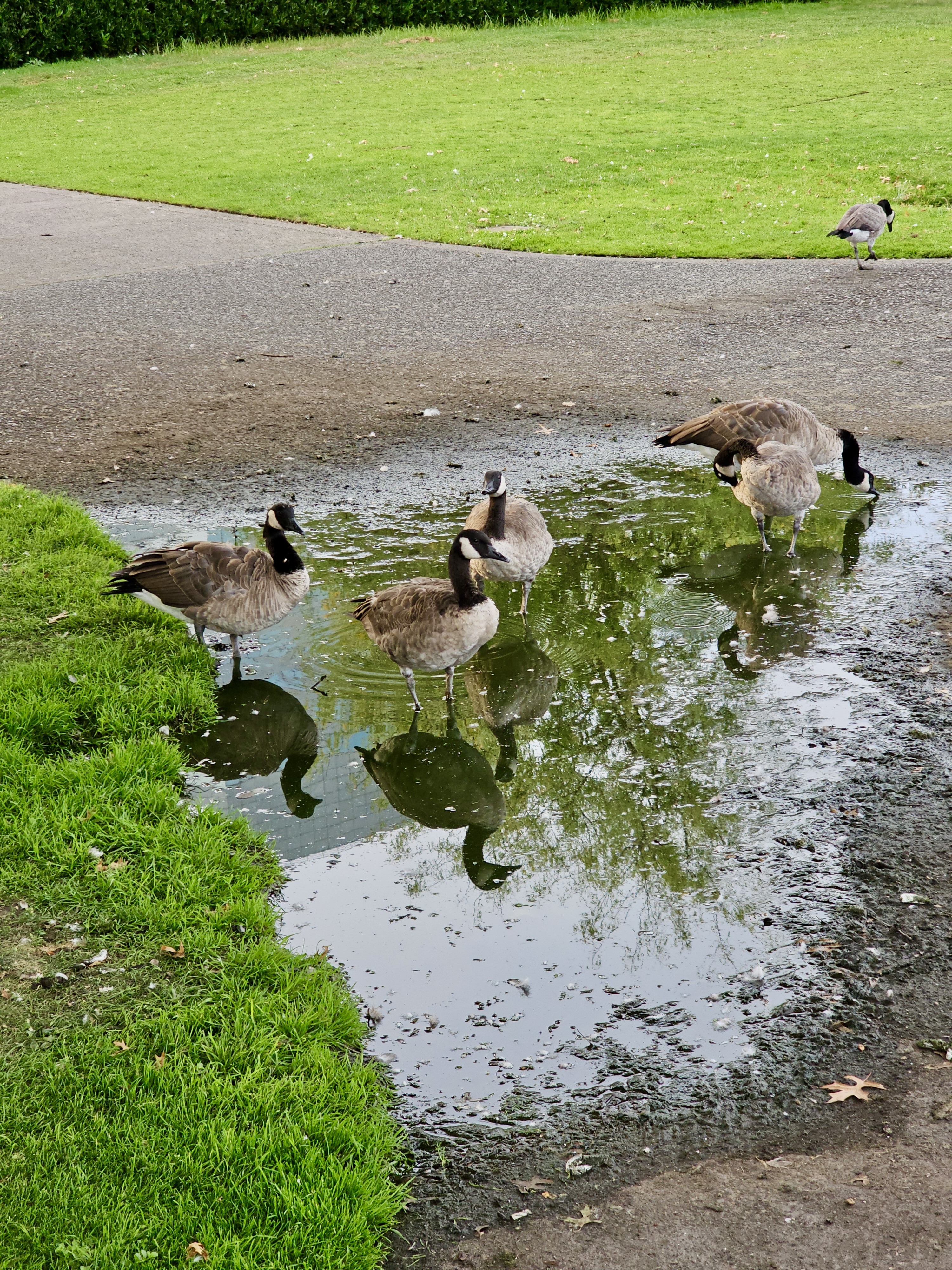 A group of Canadian geese standing and drinking from a rain puddle, reflecting their shapes. Taken on a walking path surrounded by grass at Tom McCall Waterfront Park (Riverfront), Portland.