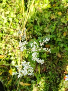 A cluster of delicate white flowers with tiny petals, surrounded by vibrant green grass and foliage.