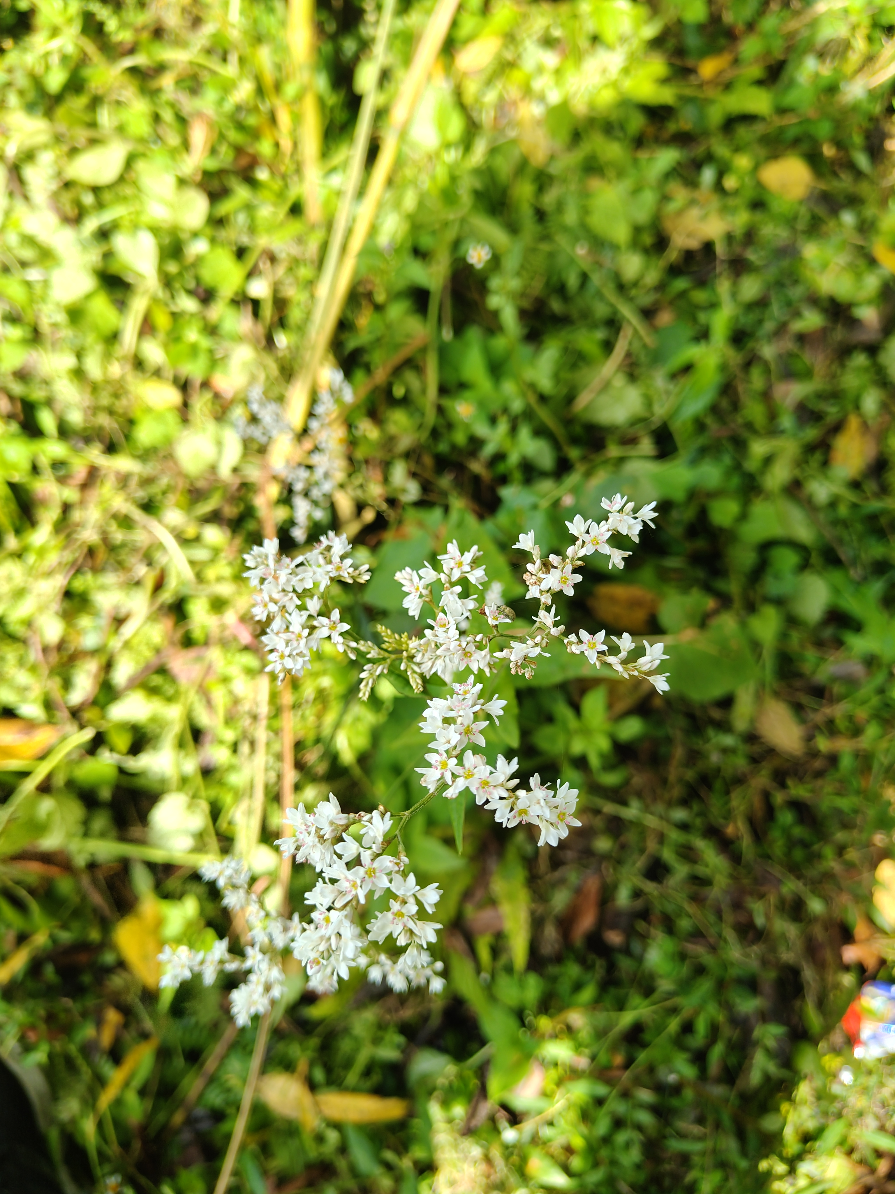 A cluster of delicate white flowers with tiny petals, surrounded by vibrant green grass and foliage.