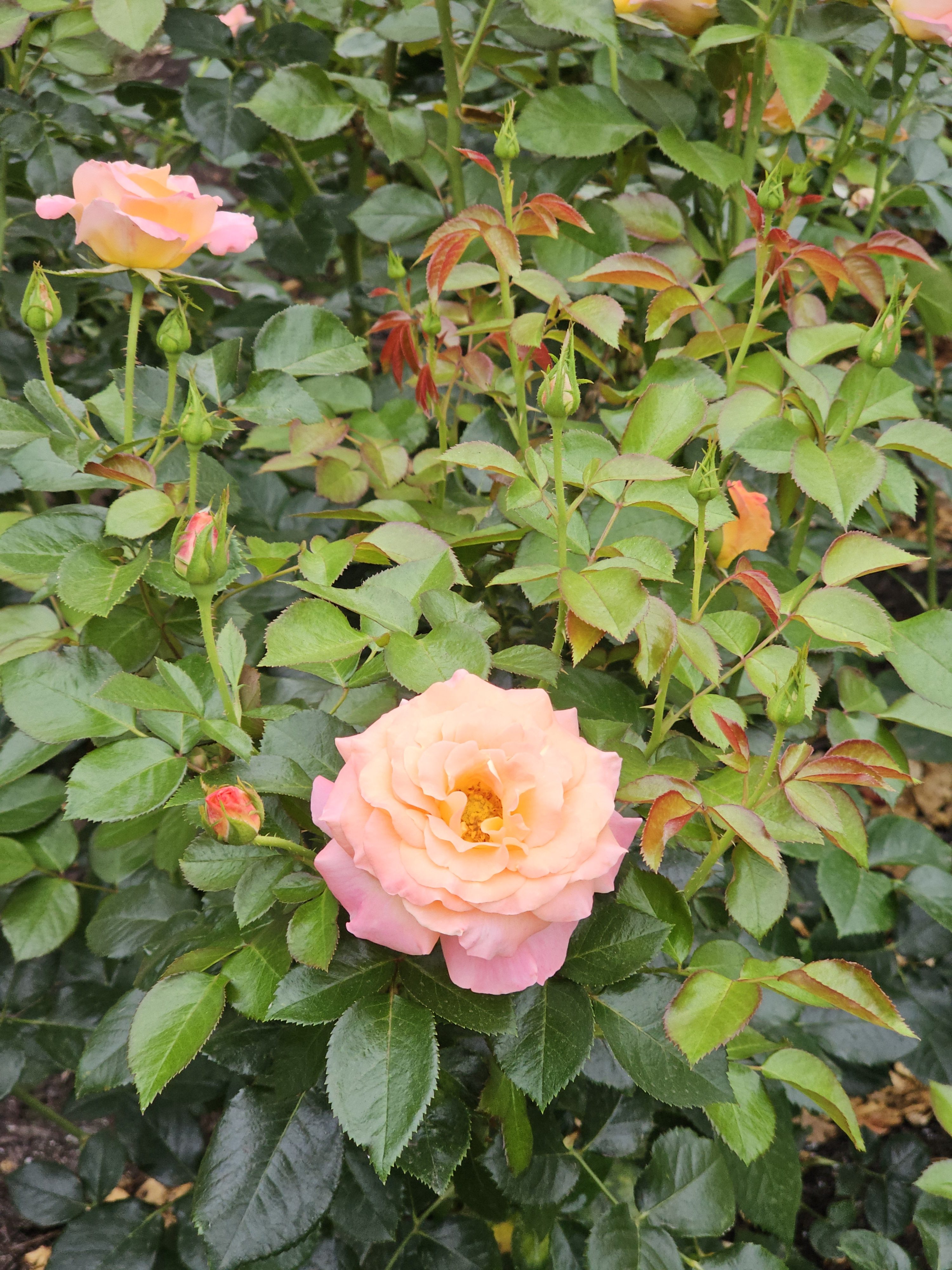 A peach-pink rose in bloom, surrounded by fresh green leaves and small buds, taken at the International Rose Test Garden, Portland, in the evening.