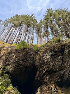 Steep rocky cliff covered with moss and tall pine trees leaning outward into the sky. Columbia River Gorge National Scenic Area, Oregon. 