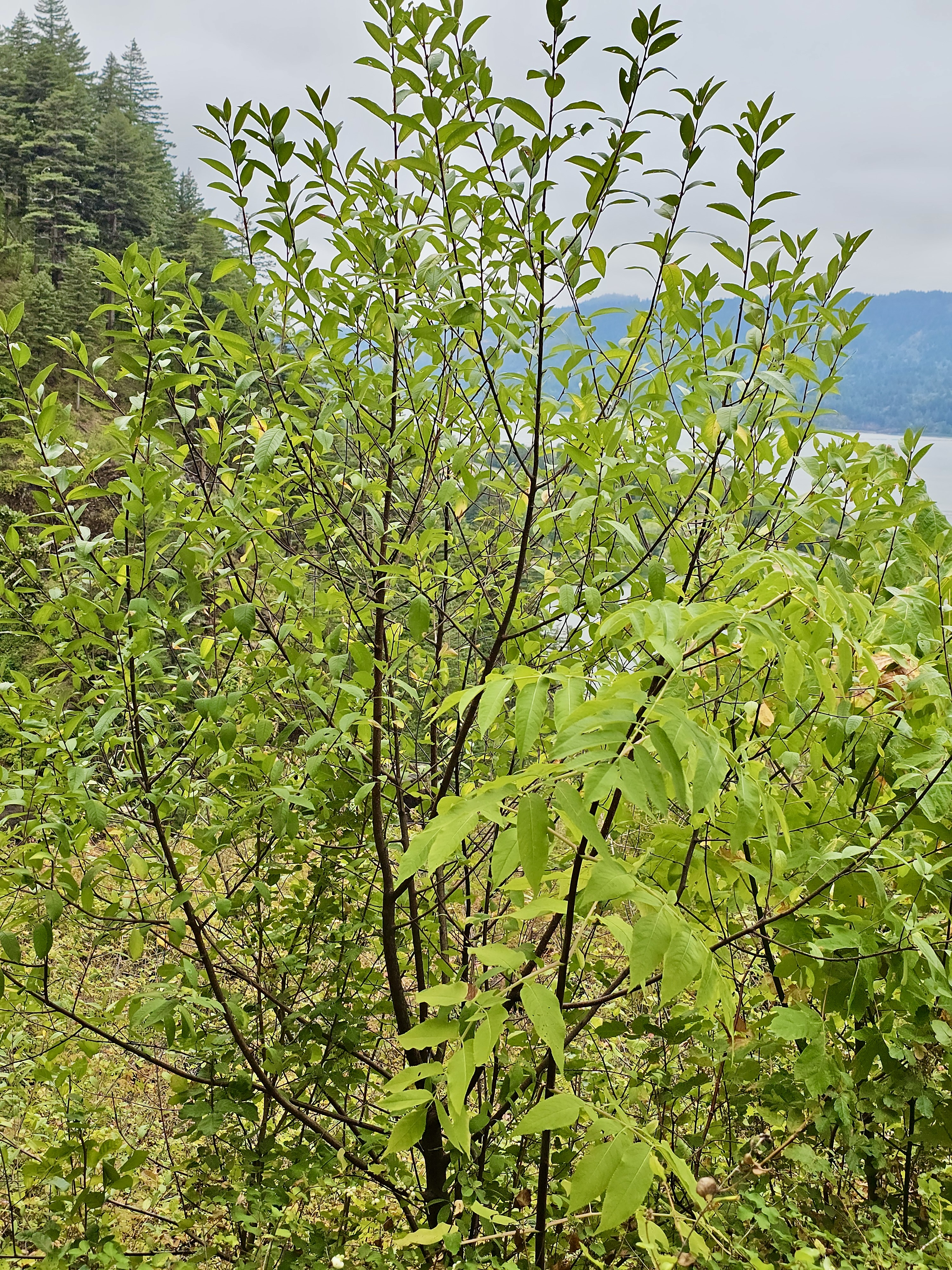 A young green-leafed tree stands tall against the backdrop of hills and river in the Columbia River Gorge National Scenic Area, Oregon.