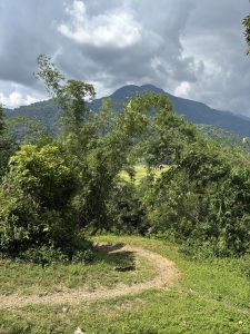 

A winding dirt path leads lush greenery, framed by tall bamboo and other vegetation.