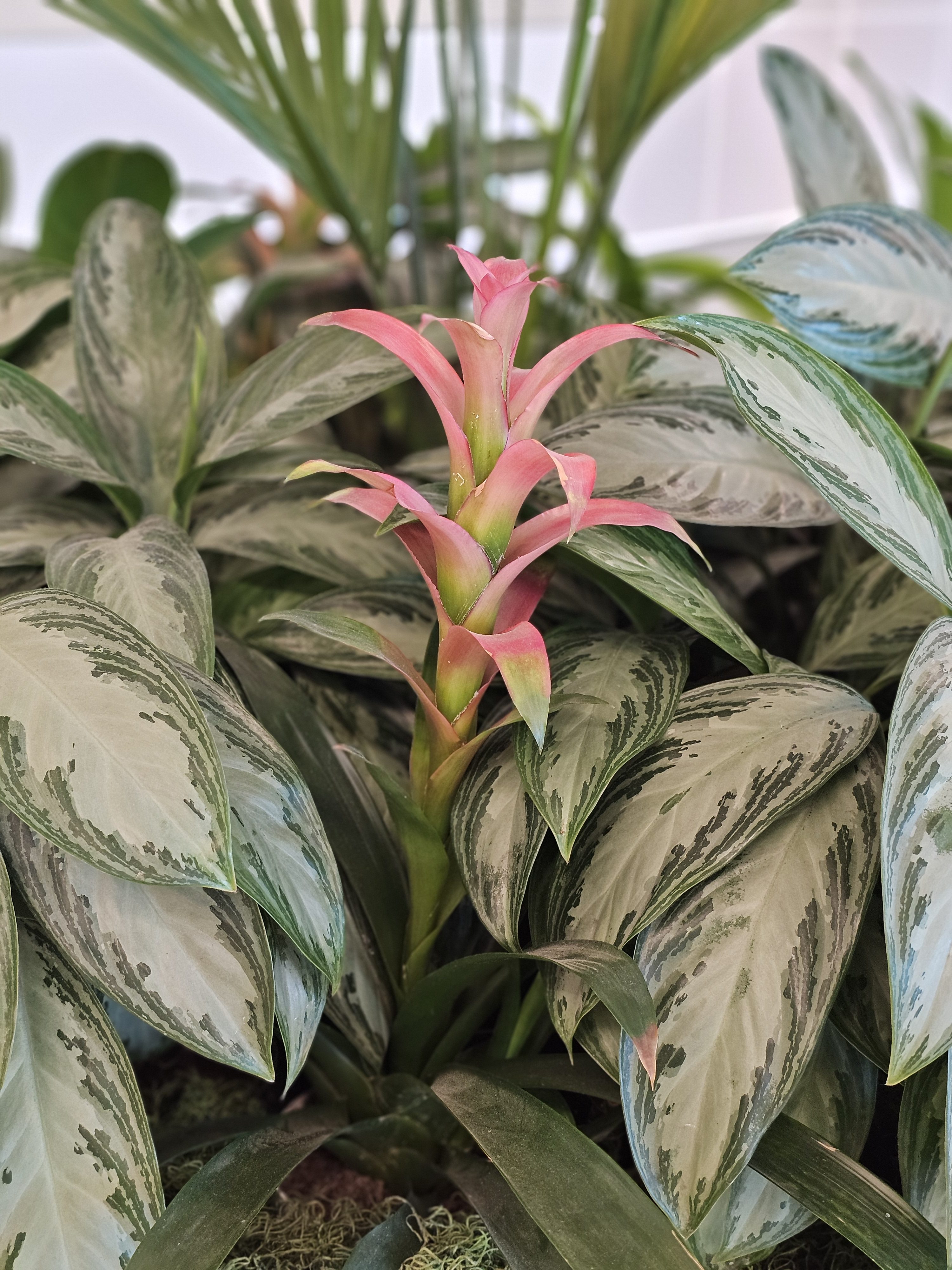 A pink bromeliad flower rises among patterned green leaves, photographed inside San Francisco Airport. The plant’s vivid colors and soft natural lighting create a peaceful, indoor garden ambiance.