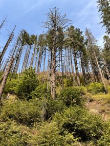 A hillside of dense green shrubs and tall pines under a clear blue sky in Columbia River Gorge, Oregon.
