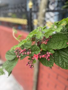 A close-up view of a plant branch featuring green leaves and clusters of small pink buds and flowers.