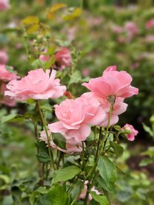 A bunch of soft pink roses blooming in a cluster, with blurred flowers in the background. Captured at the International Rose Test Garden, Portland, in the evening. 