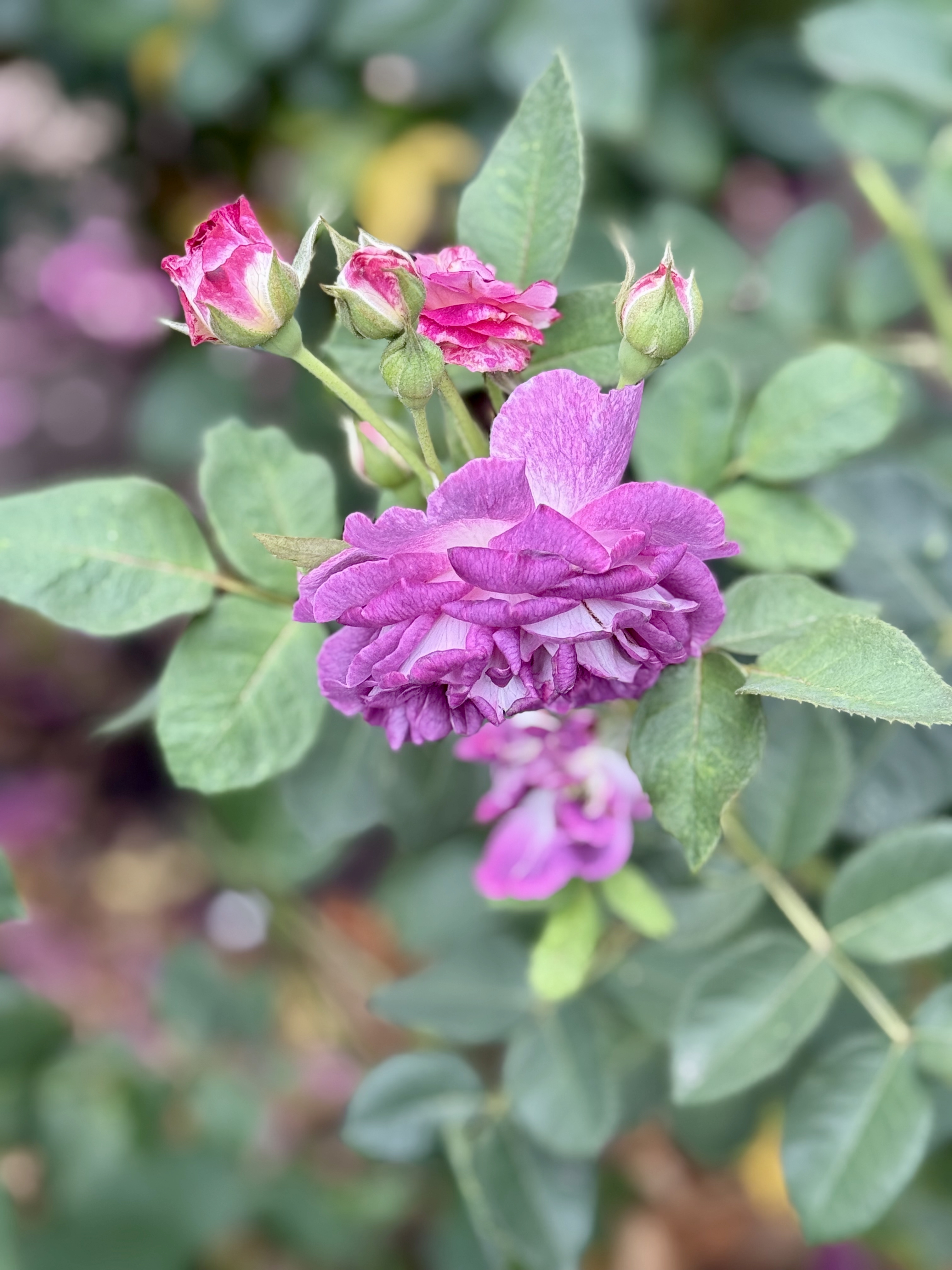 A unique cluster of purple and pink roses with curled petals and unopened buds. Evening photo taken at the International Rose Test Garden, Portland. 