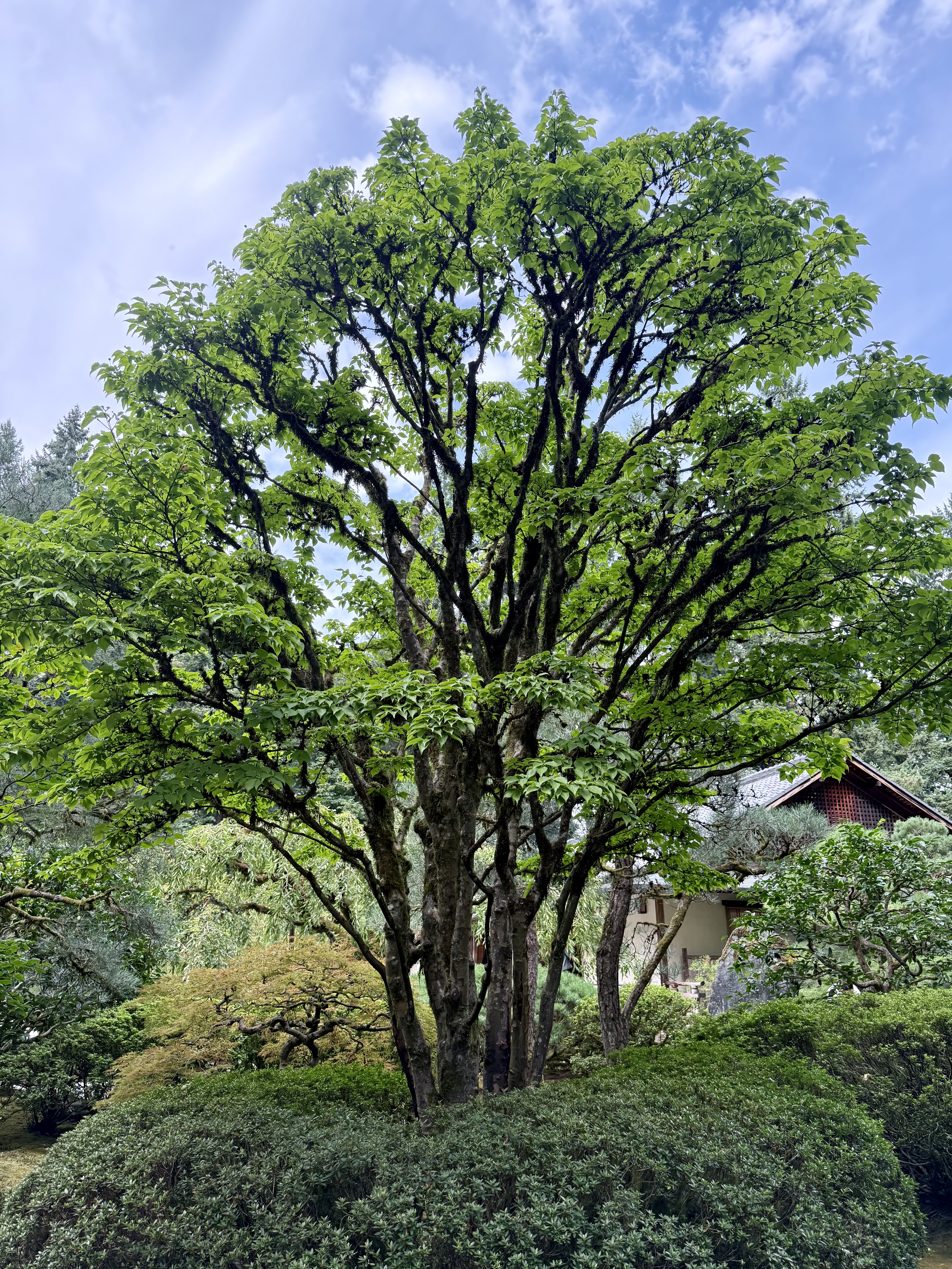 A tall tree with bright green leaves and moss-covered branches rises above trimmed shrubs, set against a blue sky in the background. Photo taken at Portland Japanese Garden.