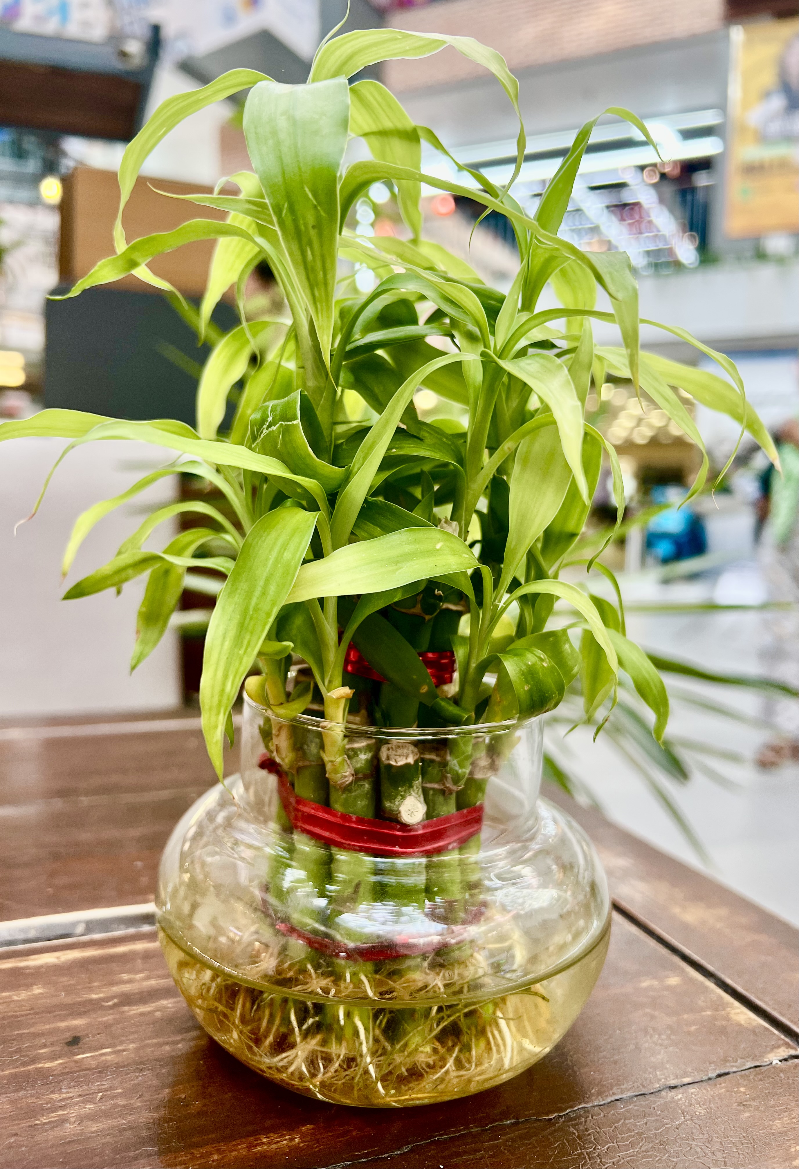 A lucky bamboo plant with a red ribbon is in a clear glass vase on a wooden table.