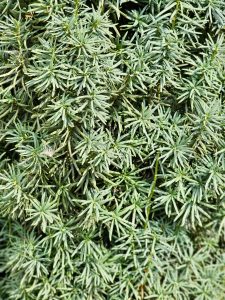 A close-up of compact green foliage with needle-like leaves, showing intricate textures and patterns. Captured in downtown Portland. 