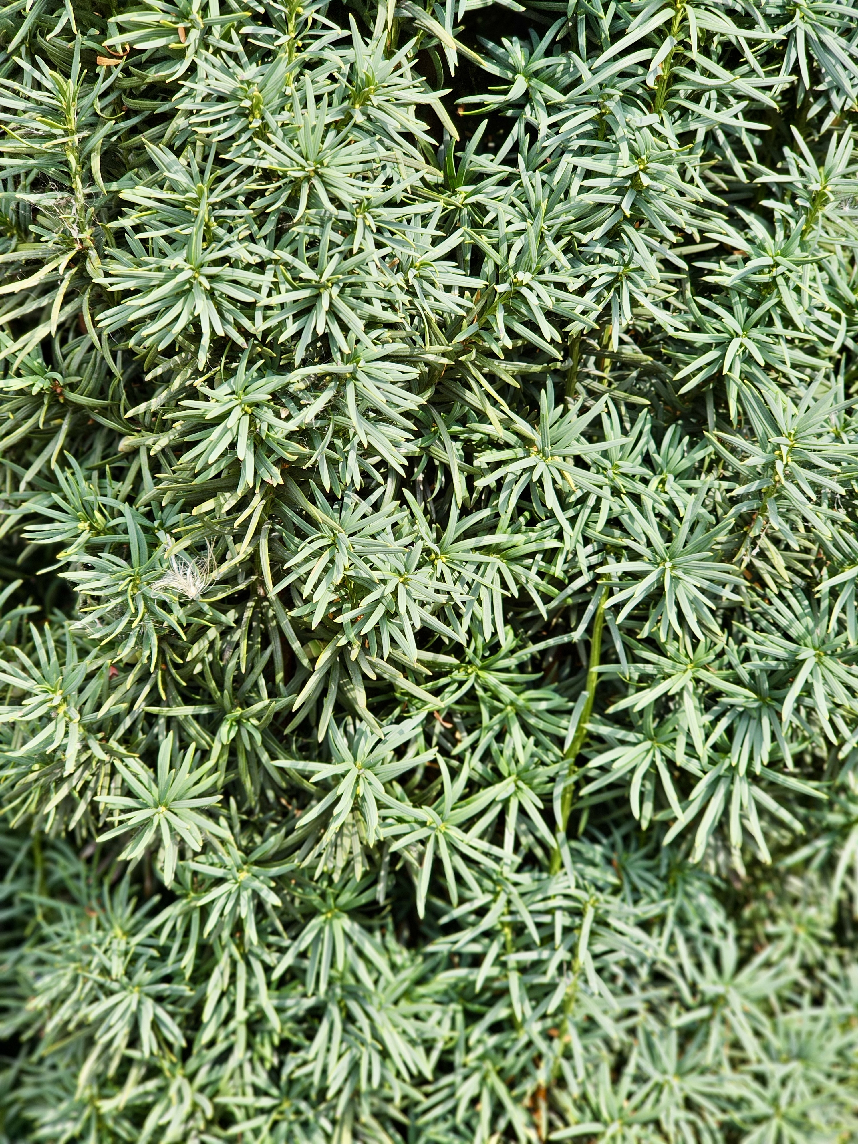 A close-up of compact green foliage with needle-like leaves, showing intricate textures and patterns. Captured in downtown Portland. 