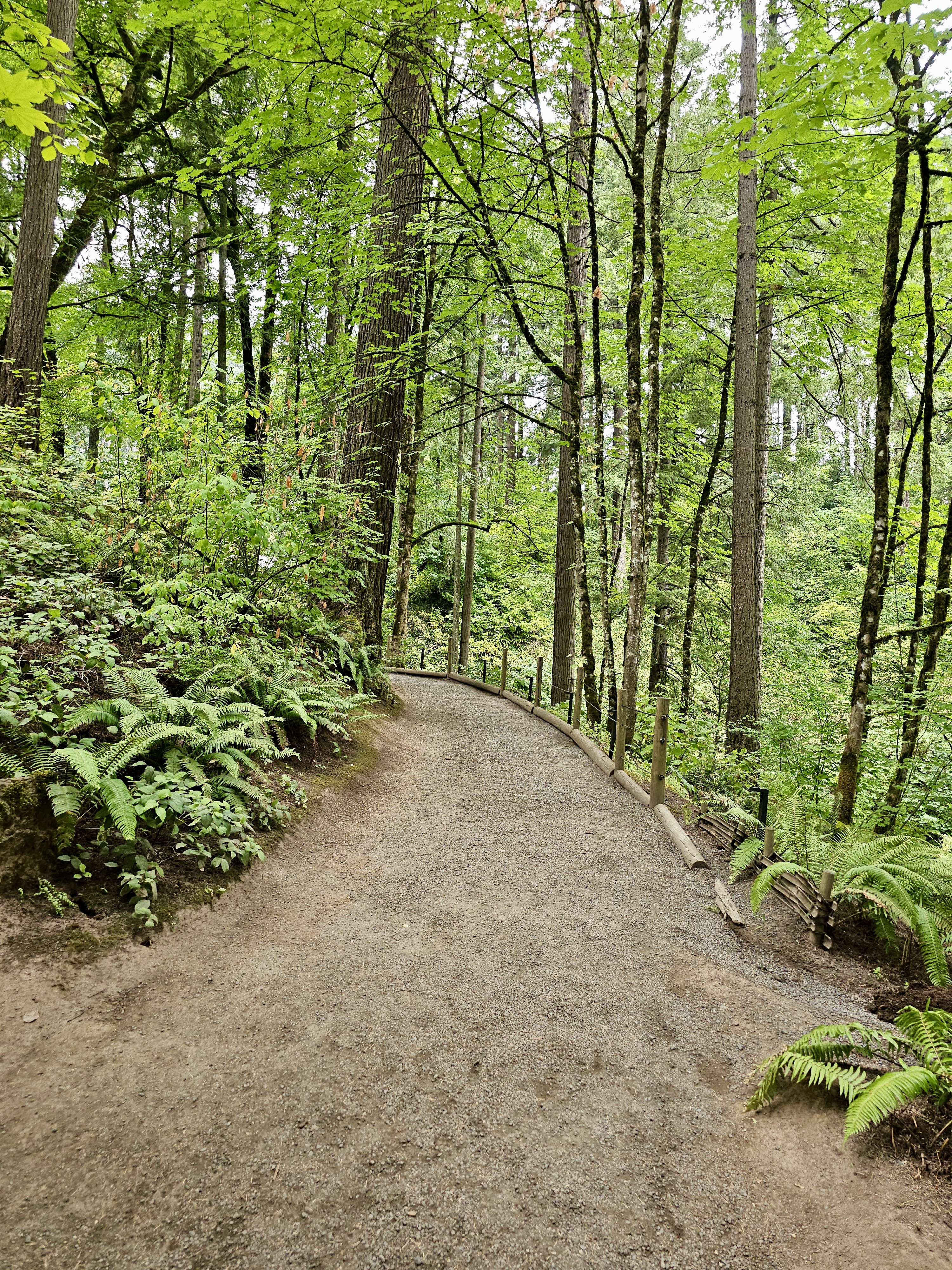 A winding forest trail at the Portland Japanese Garden is lined with ferns and trees. The gravel path curves gently through the calm and shady woodland.