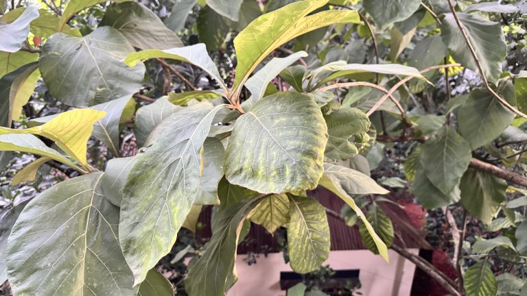 The branches of a Teak tree are shown, featuring its characteristic very large, broad, light green leaves, some tinged with yellow.