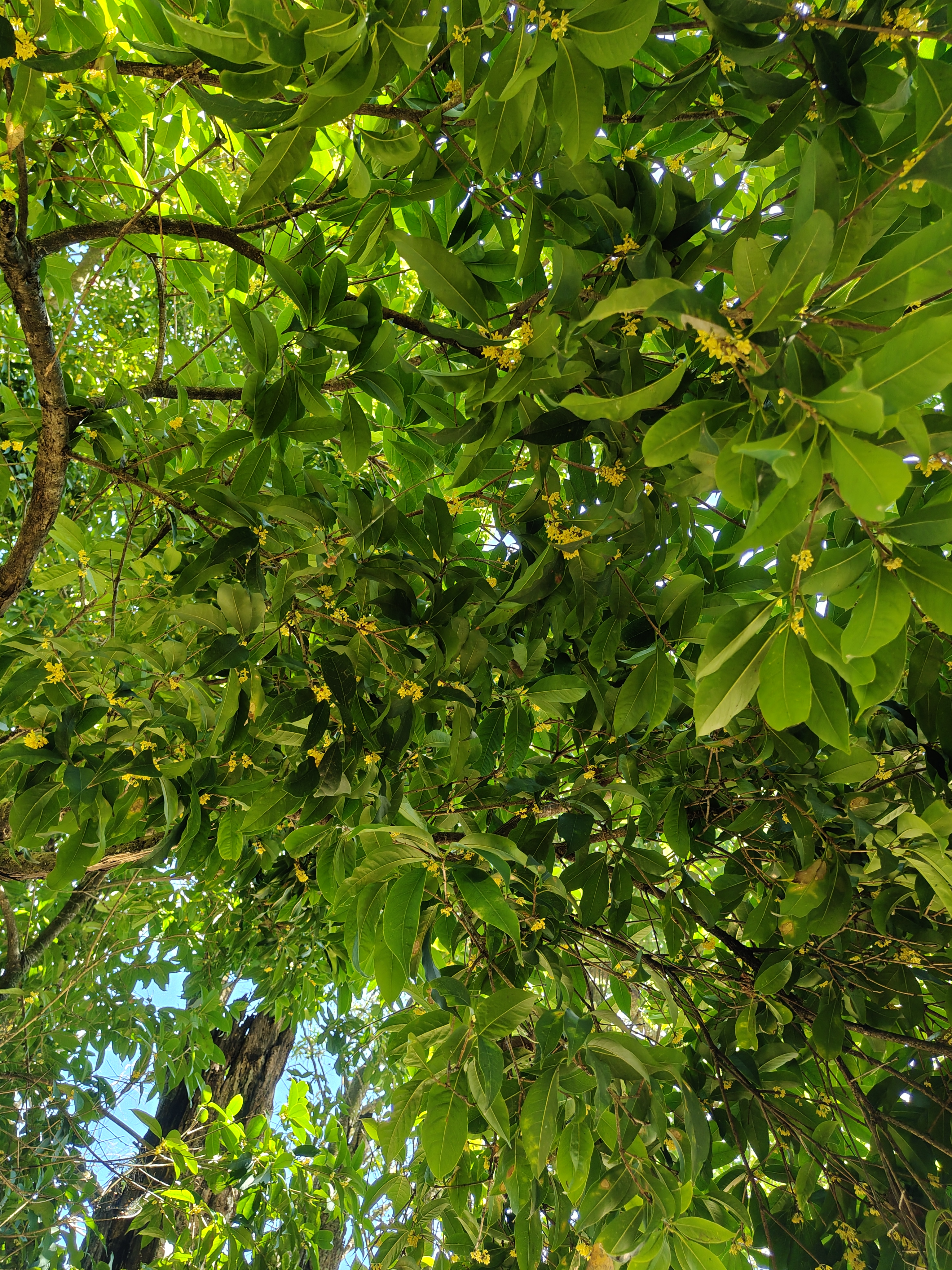 A close-up of a lush canopy with green leaves and yellow flowers, sunlight filtering through in dappled patterns.