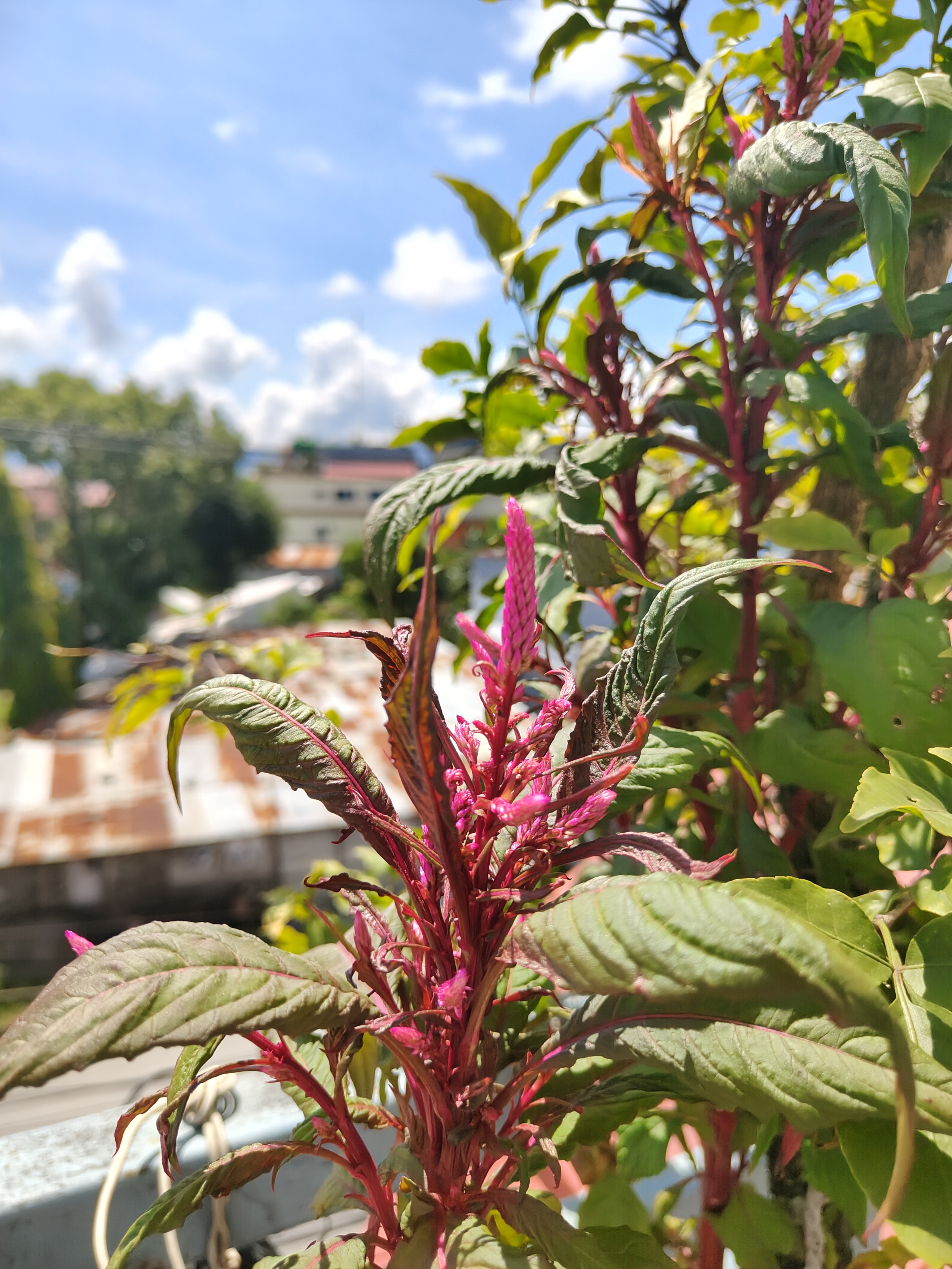 A vibrant pink flower with a feather-like appearance stands prominently among green leaves under a blue sky with fluffy white clouds. 