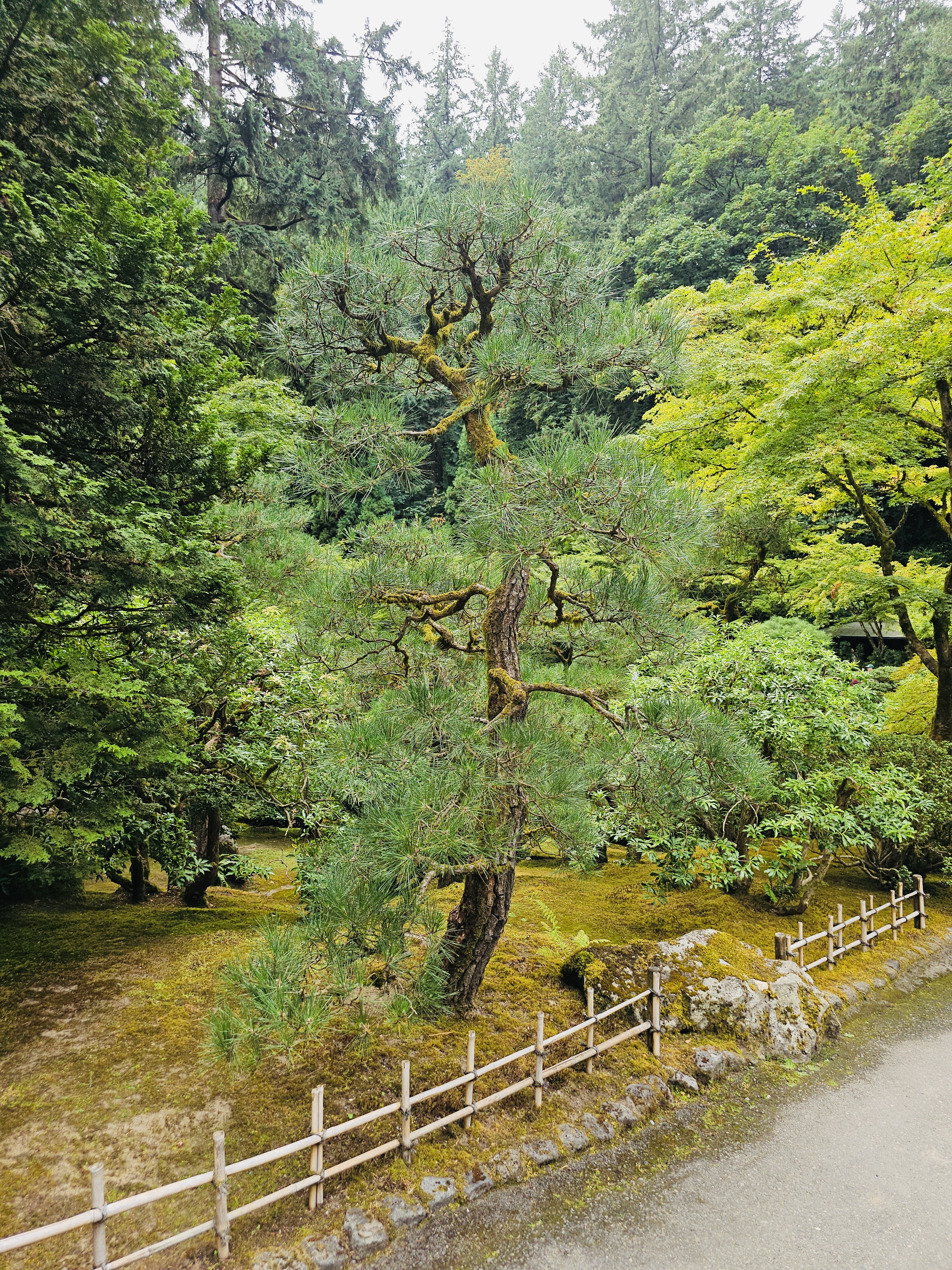 A tall, twisted pine tree with moss-covered branches, standing behind a bamboo fence in a serene garden path. Photographed at Portland Japanese Garden. 