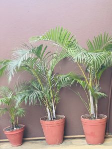 A straight-on shot of three potted Arica palm plants with palm-like leaves, arranged in a line against a smooth, reddish-brown wall.