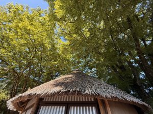 A traditional thatched roof hut surrounded by lush green trees on a sunny day. This was captured inside the Oregon Zoo in Portland, Oregon. 
