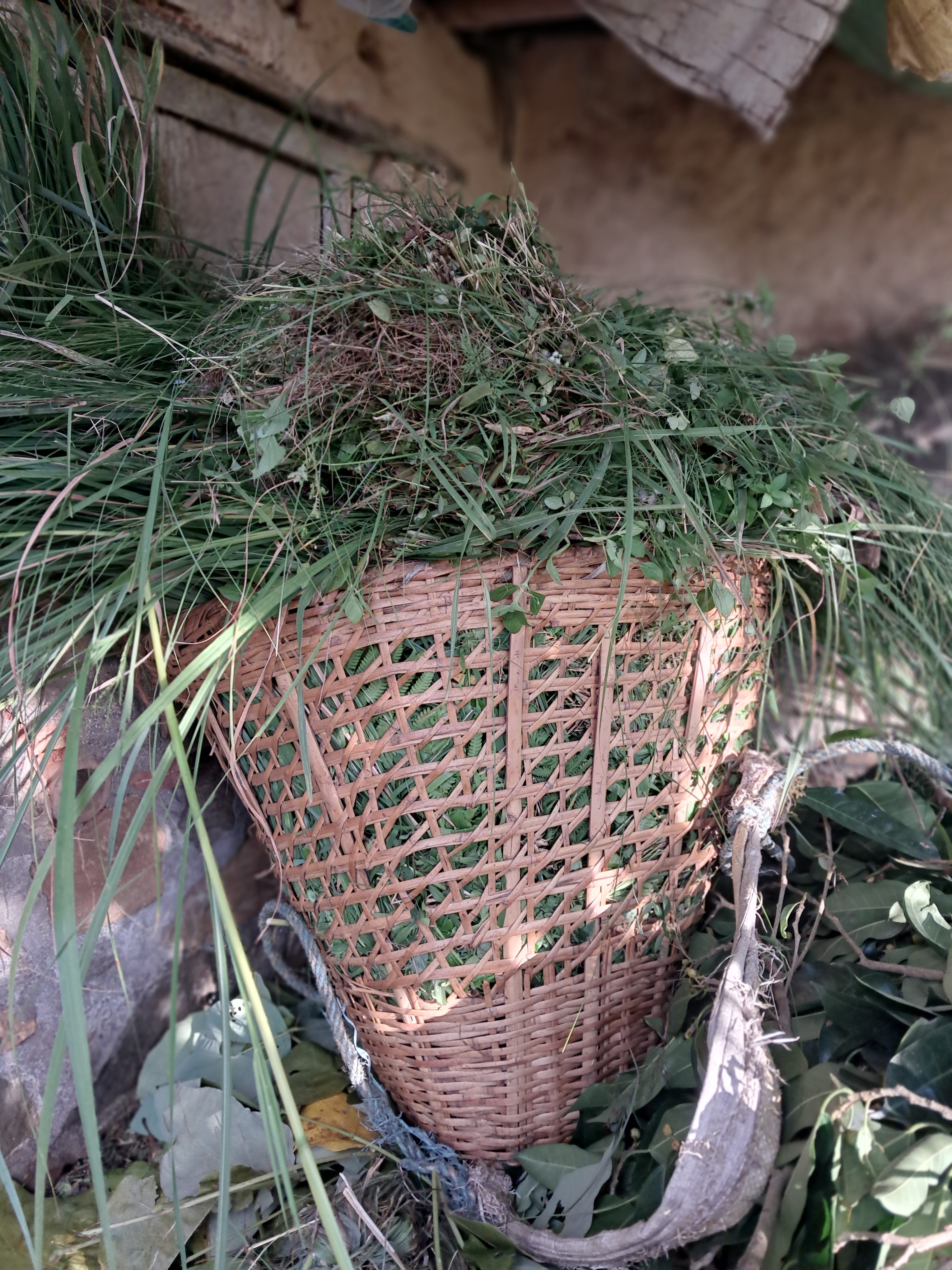 A woven( Doko) basket filled with freshly cut grass and plants sits on the ground, surrounded by scattered leaves