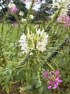 White and pink Cleome (Spider Flowers) bloom gracefully, their airy filaments and slender seed pods adding a whimsical charm to the summer garden.
