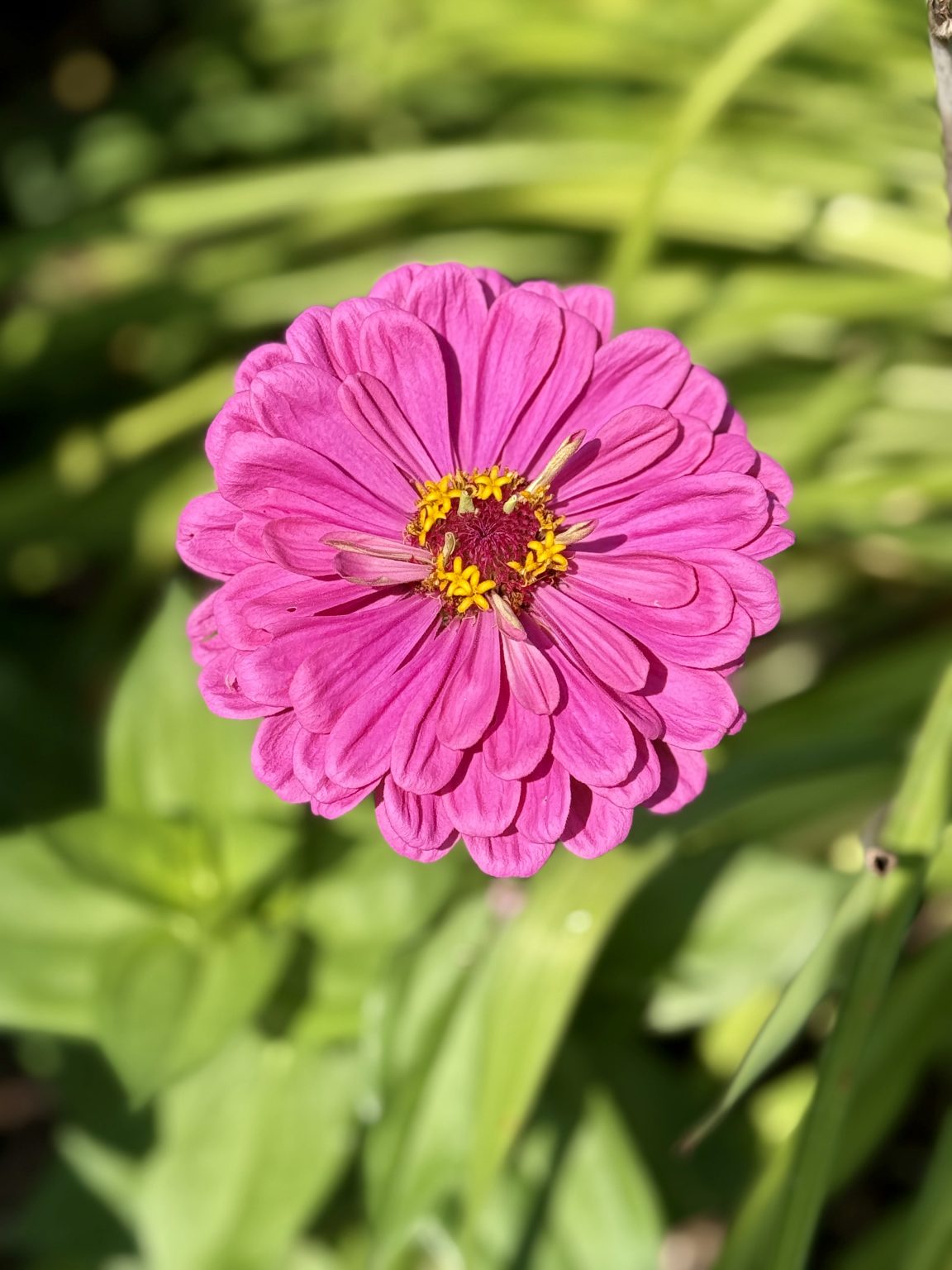 A vibrant pink zinnia flower in full bloom, captured in precise detail. Yellow stamens form a crown around its red center, with green leaves in the background. Taken from the Oregon Zoo, Portland.